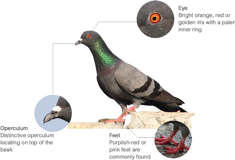 Anatomical Featuresof Pigeon PNG Image