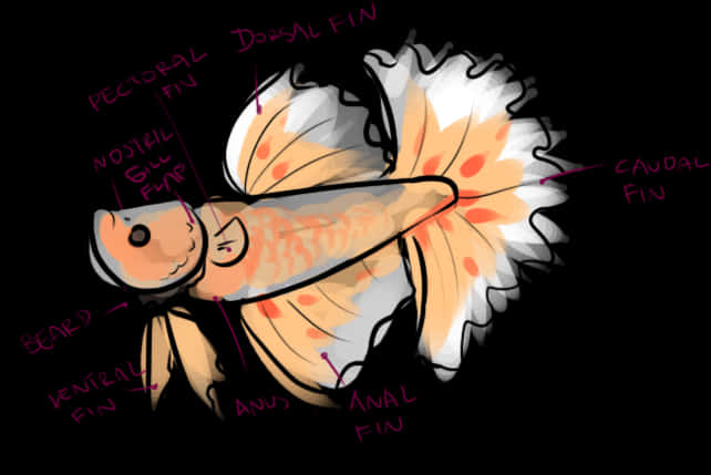 Anatomical Illustrationof Betta Fish PNG Image