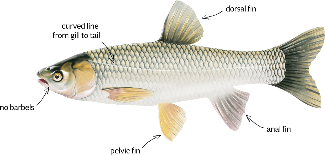 Anatomical Illustrationof Carp PNG Image