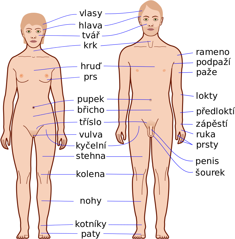 Anatomical Labelsin Czech Language PNG Image