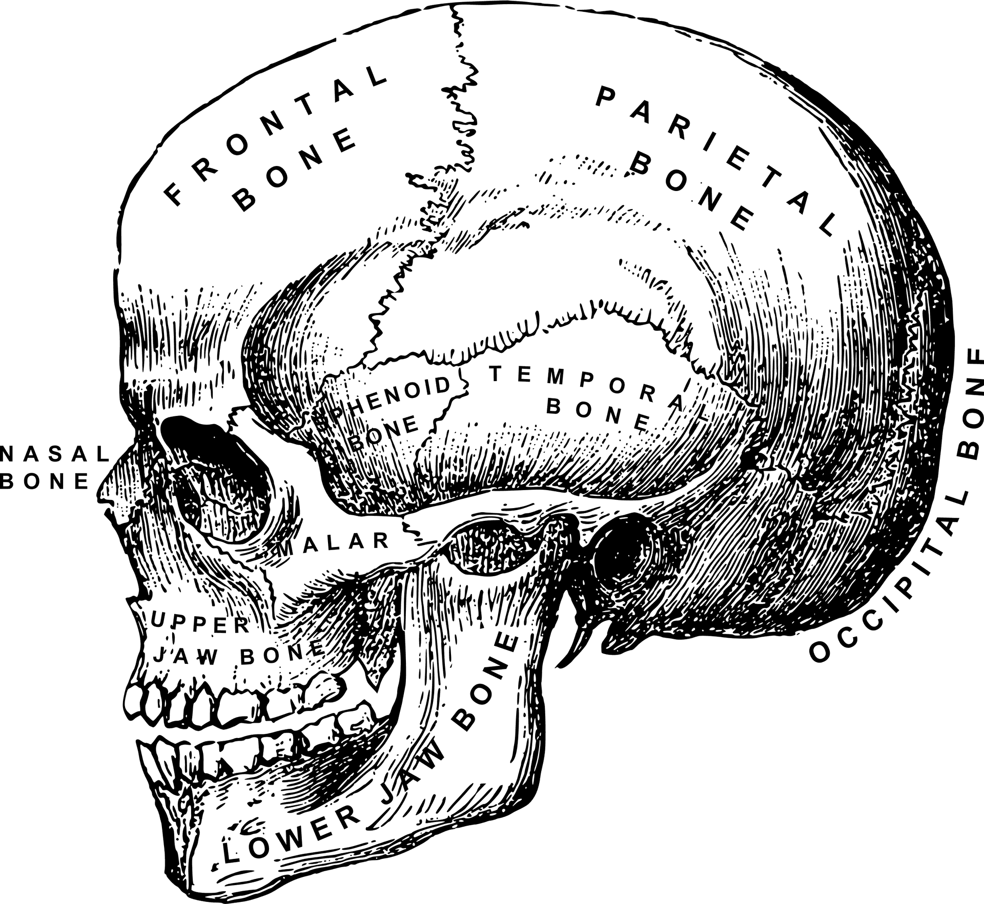 Anatomical Skull Drawing PNG Image