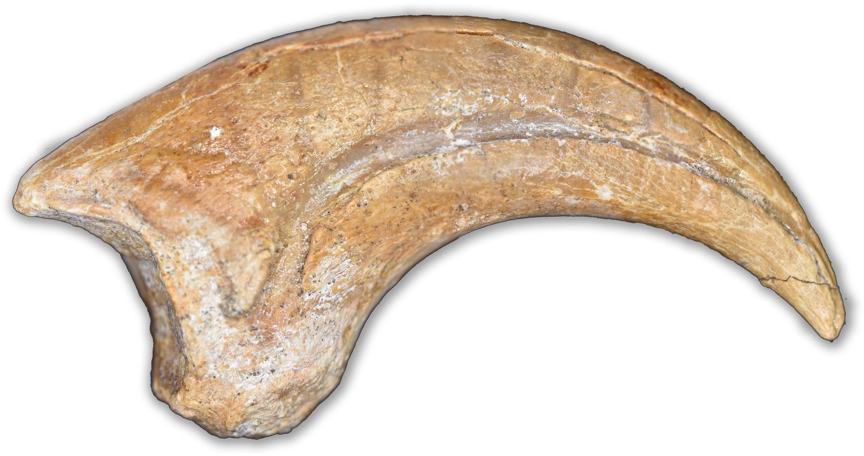 Ancient Claw Fossil PNG Image