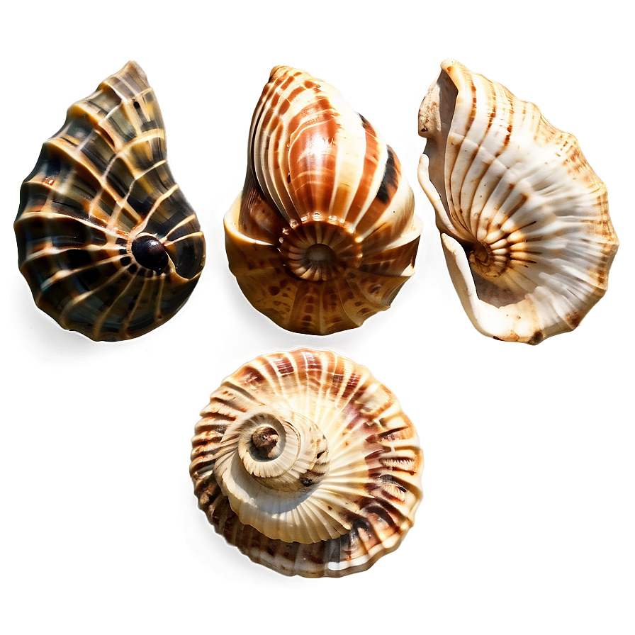 Ancient Fossilized Shells Png Rki98 PNG Image