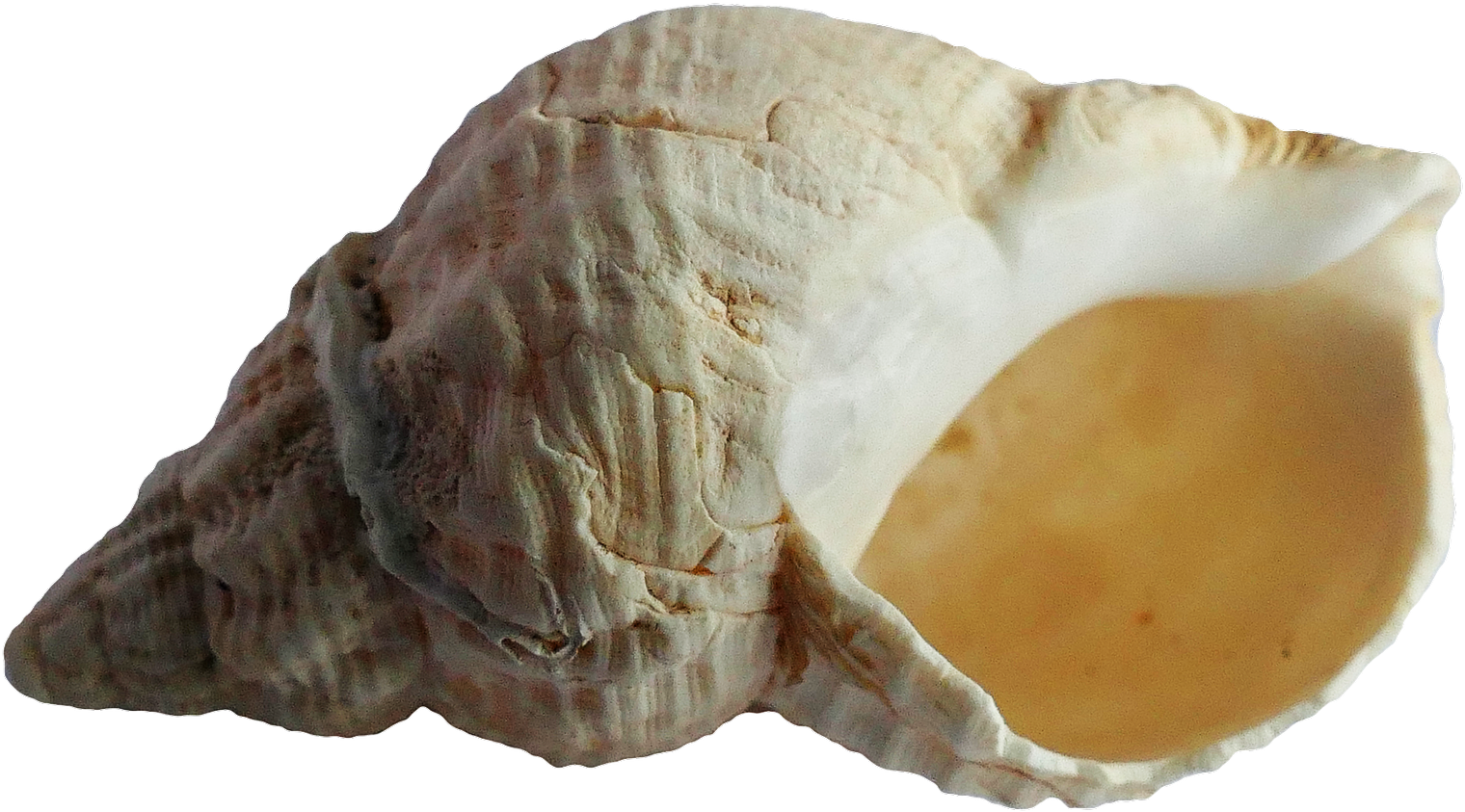 Ancient Sea Shell Fossil PNG Image