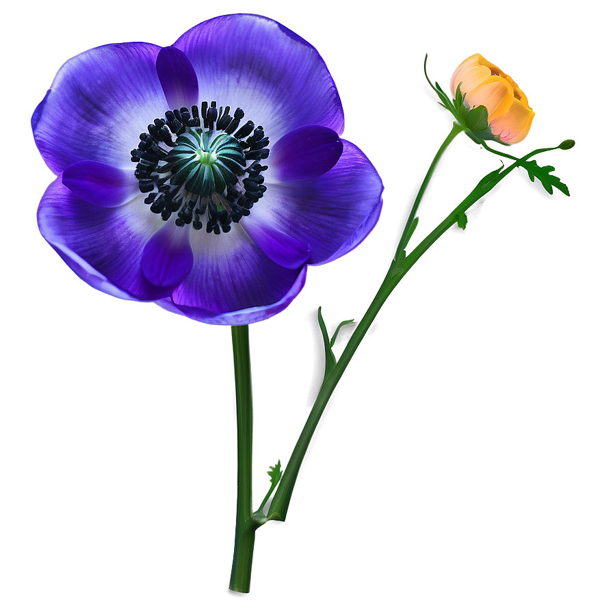 Anemone Drawing Png Cmj7 PNG Image