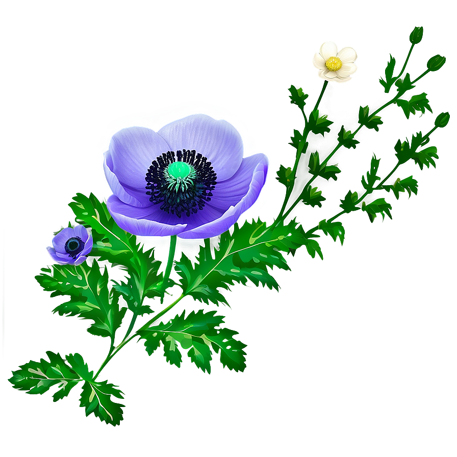 Anemone Elegant Png Sdd54 PNG Image