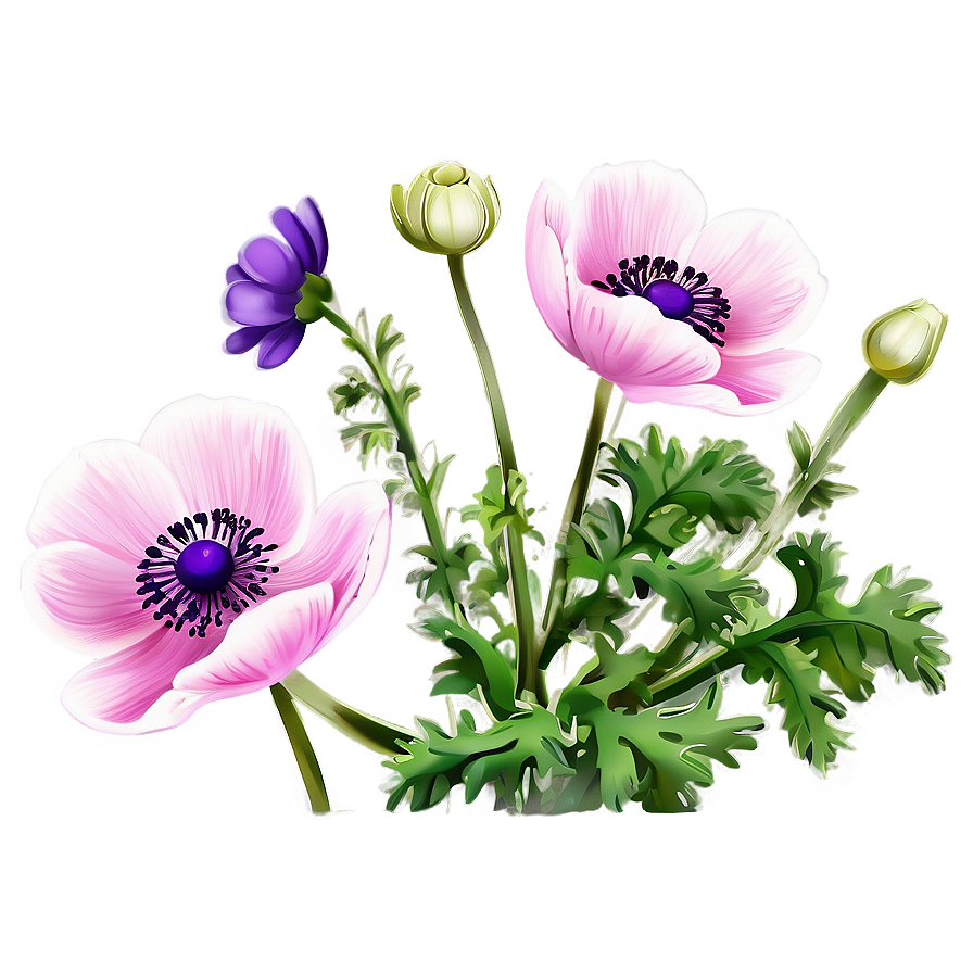 Anemone Flower Illustration Png 05252024 PNG Image