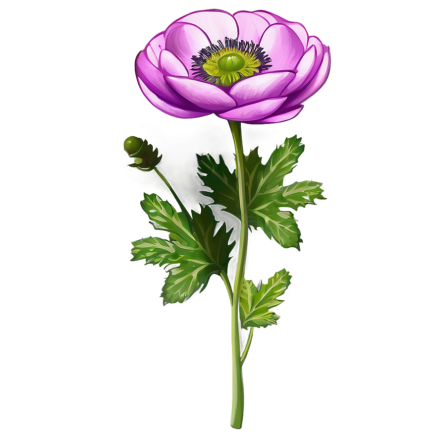 Anemone Flower Illustration Png Xqv30 PNG Image