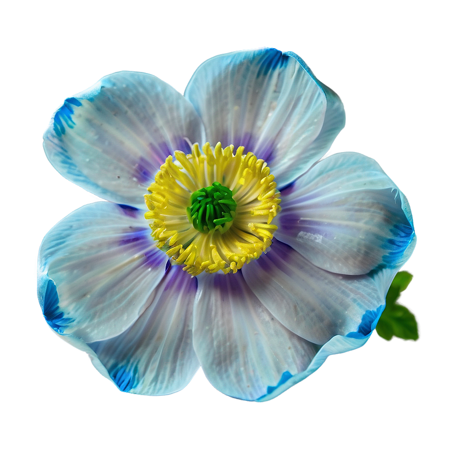 Anemone Fresh Look Png 06252024 PNG Image