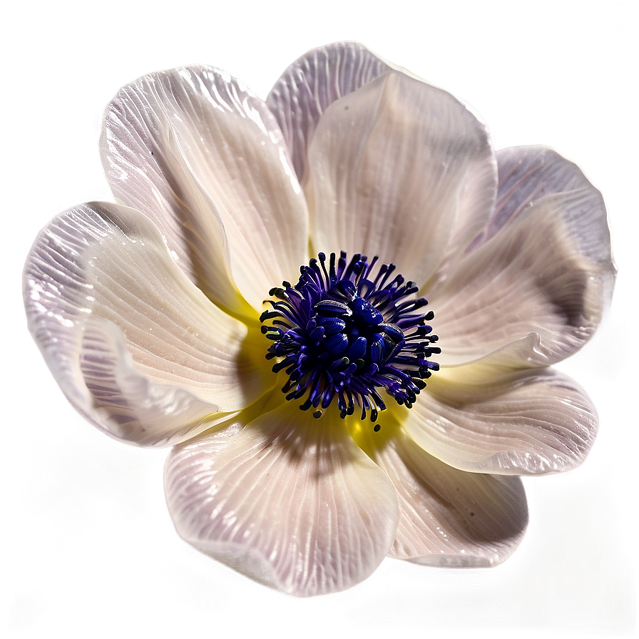 Anemone Petals Close-up Png Xpn72 PNG Image