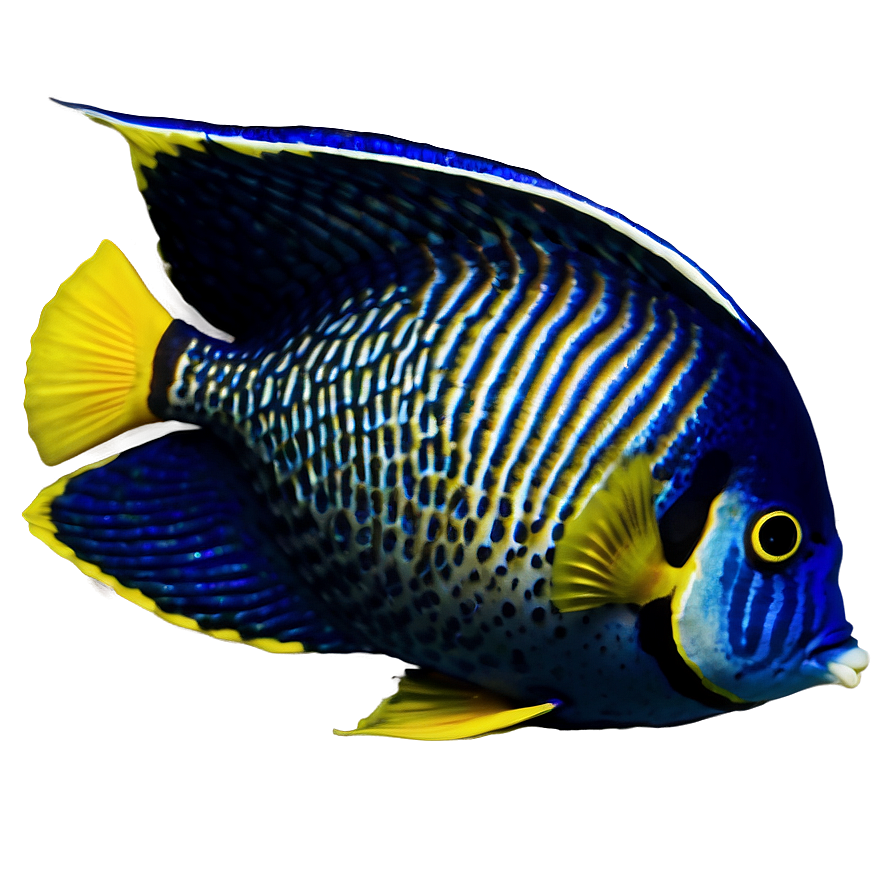 Angelfish Png 16 PNG Image