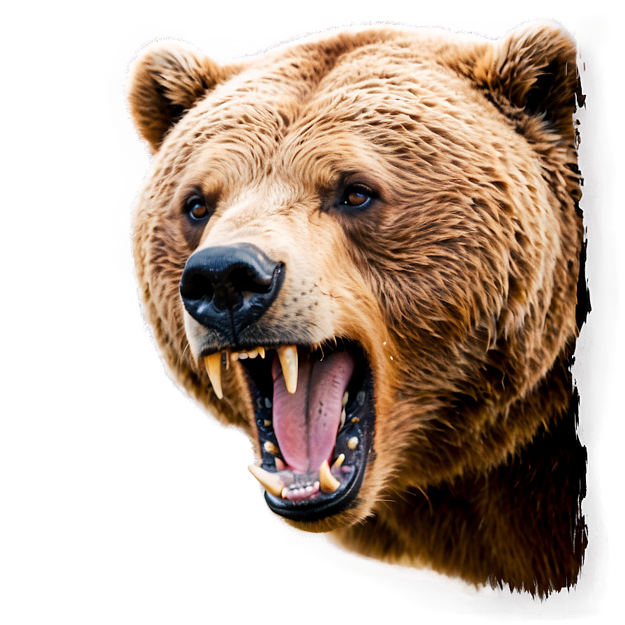 Angry Bear Face Picture Png 31 PNG Image