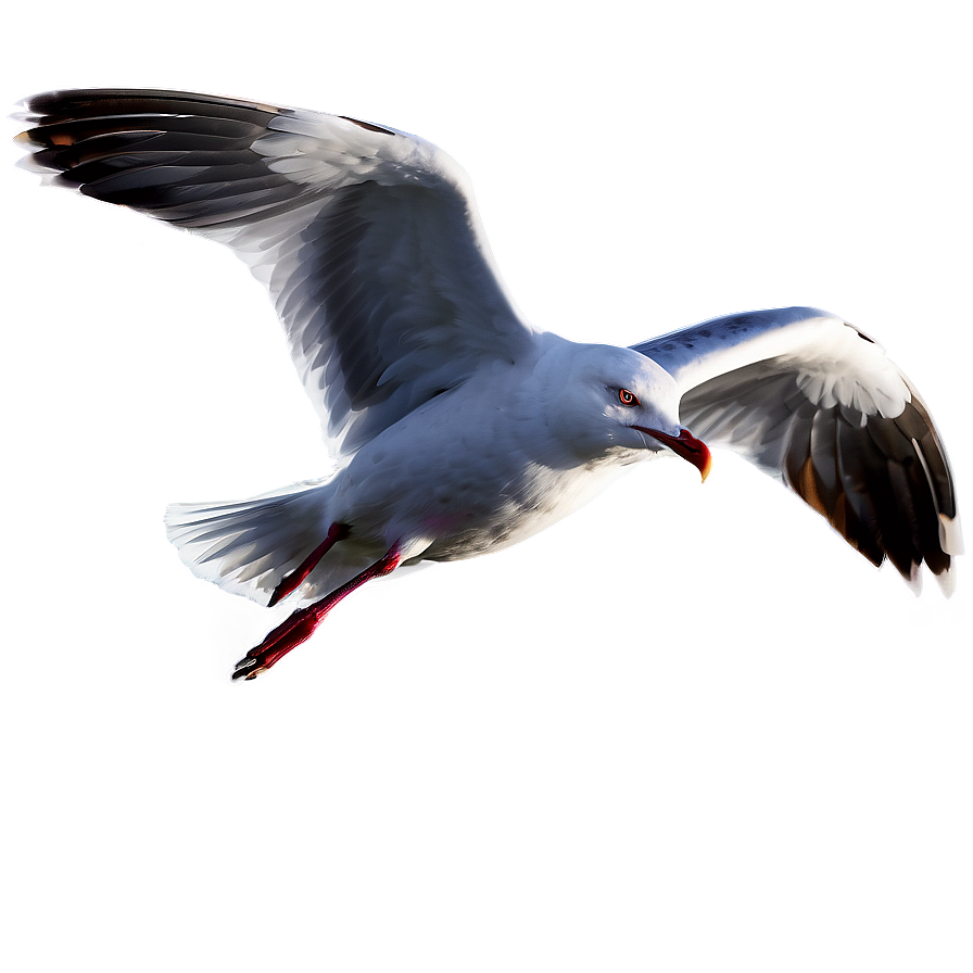 Angry Seagull Png 43 PNG Image