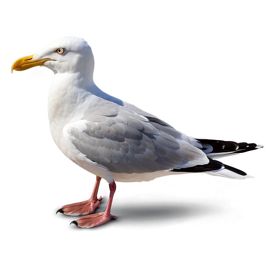 Angry Seagull Png Cju61 PNG Image