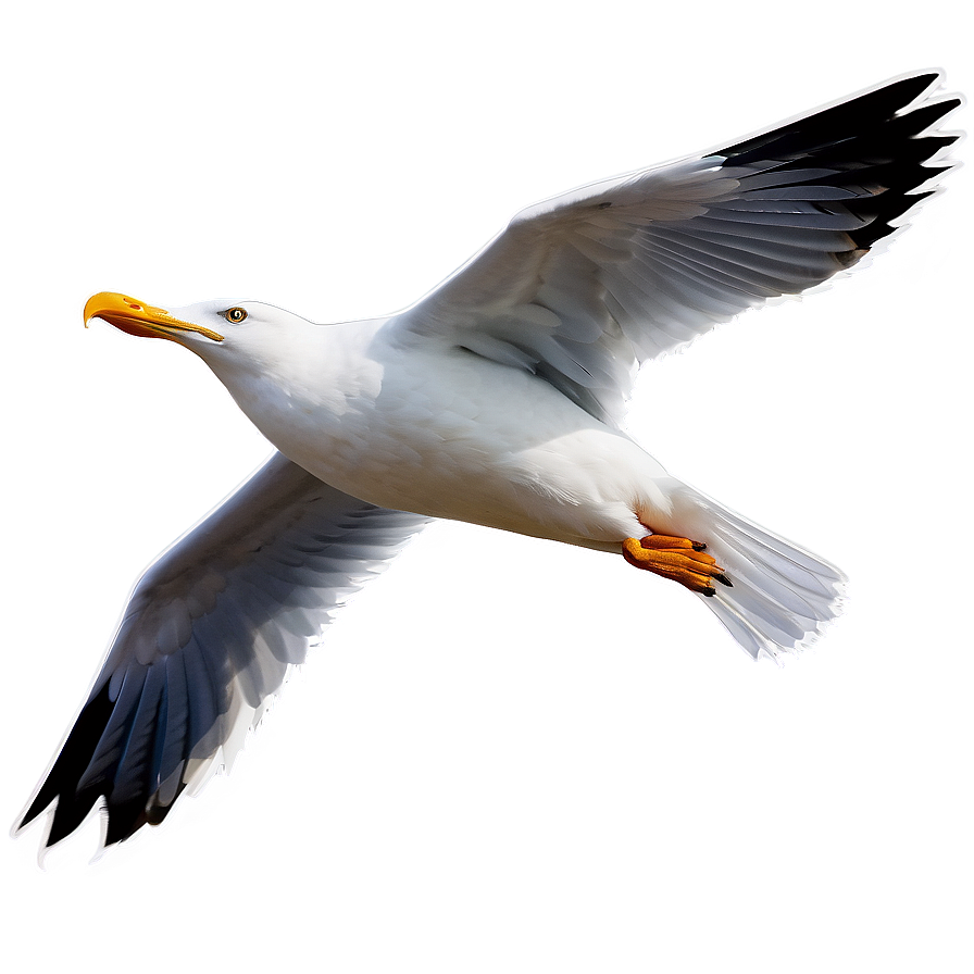 Angry Seagull Png Pft PNG Image