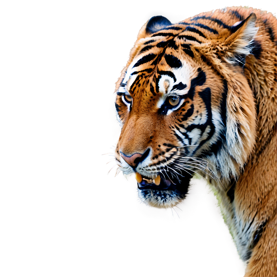 Angry Tiger A PNG Image