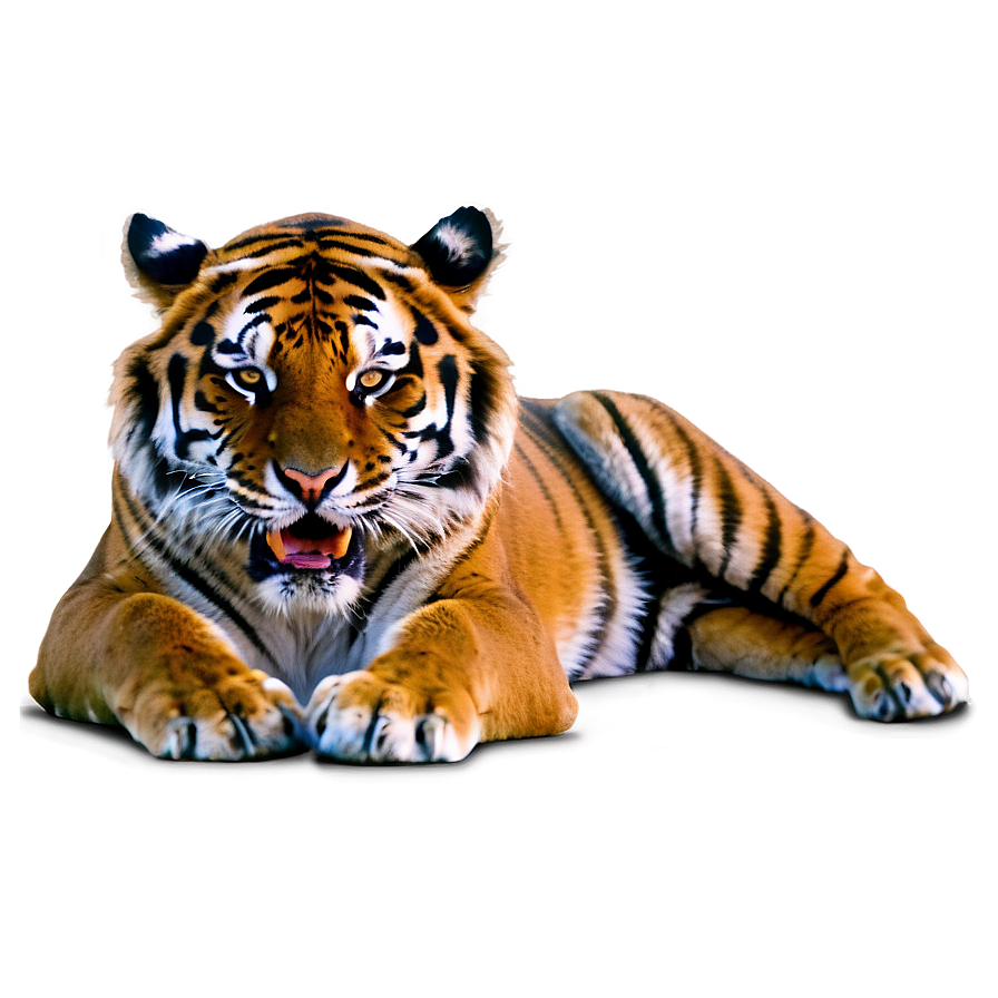 Angry Tiger Png 6 PNG Image