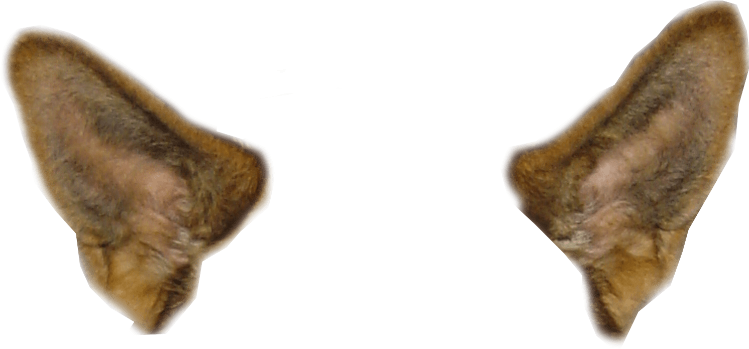 Animal Ears Transparent Background PNG Image