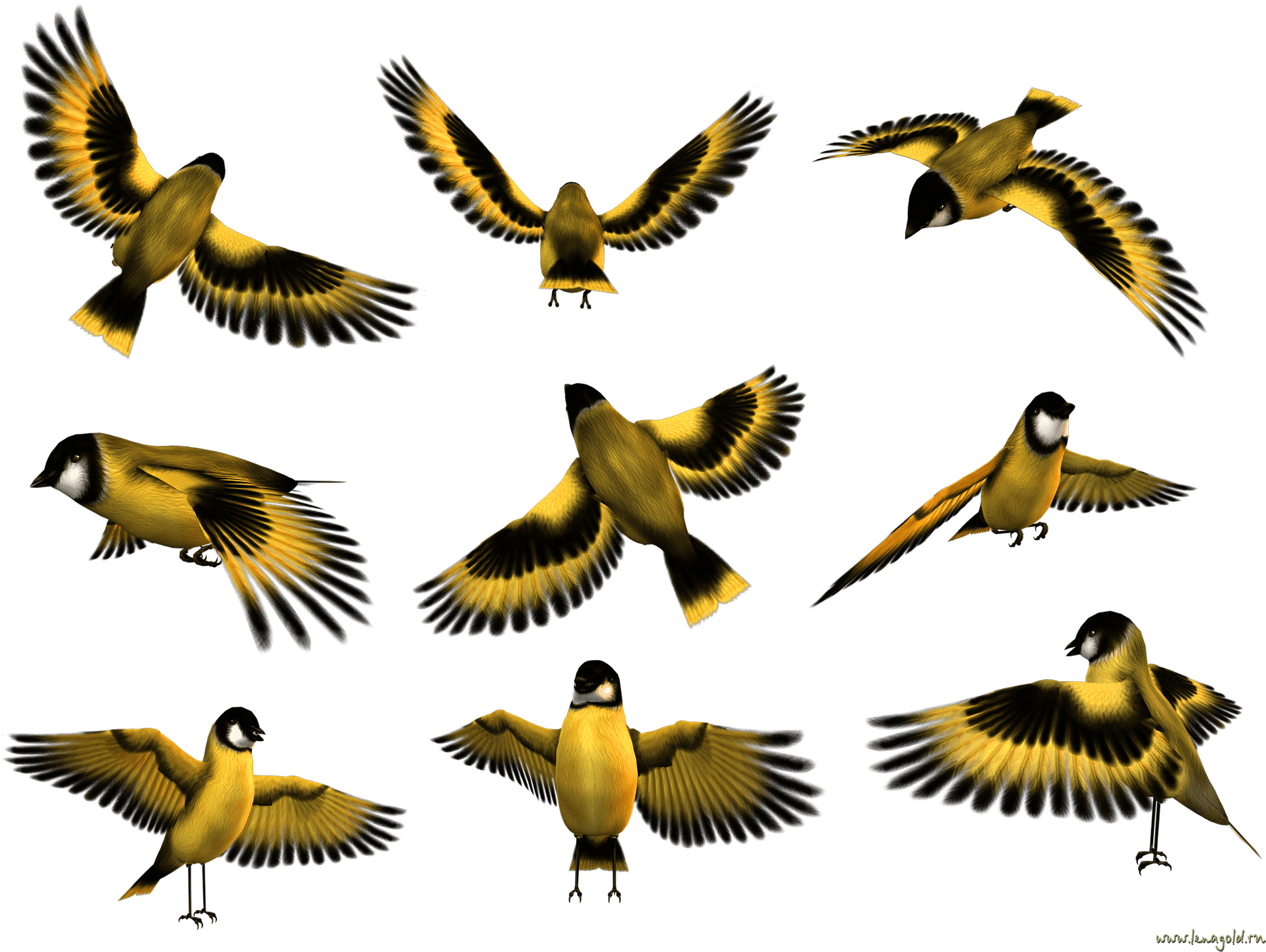 Animated Birds In Flight PNG Image