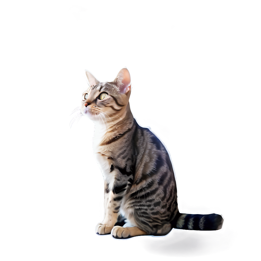 Animated Cat Filter Png Ijg PNG Image