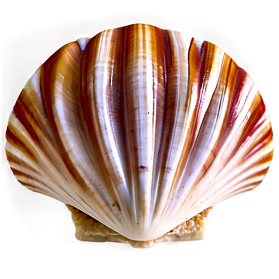 Animated Clam Shell Png 59 PNG Image