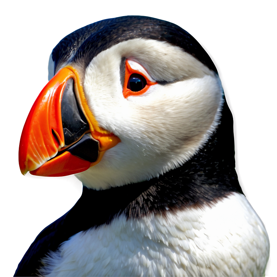 Animated Puffin Image Png Xlg PNG Image