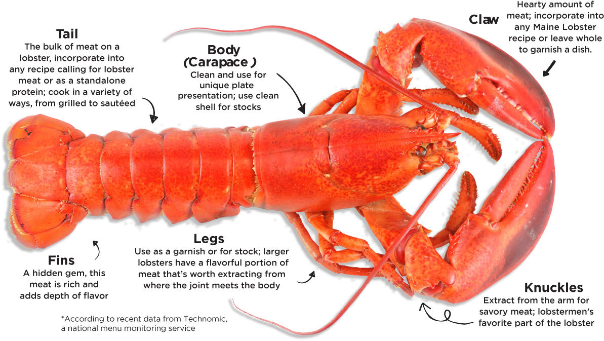 Annotated Lobster Diagram PNG Image