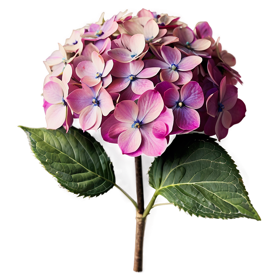 Antique Hydrangea Png 25 PNG Image