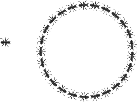 Ants_ Forming_ Circle_on_ Black_ Background PNG Image