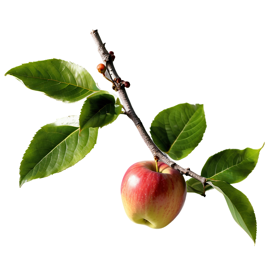 Apple Tree Branch Png 64 PNG Image