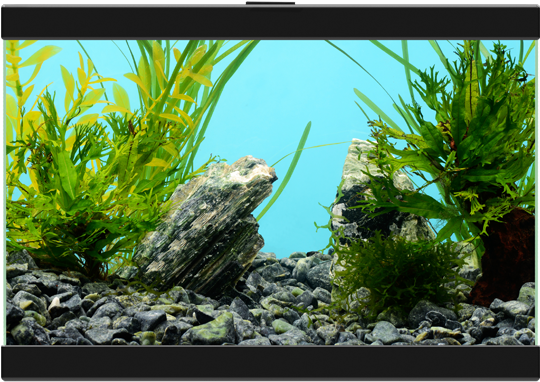 Aquarium Plantsand Rocks Setup PNG Image