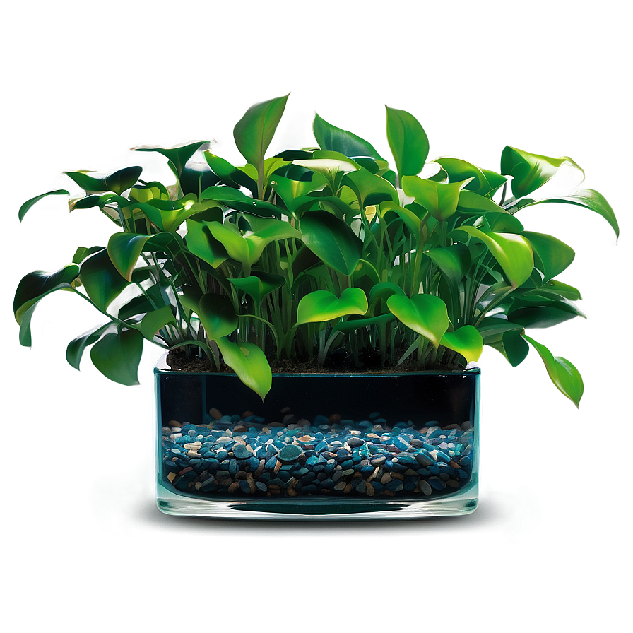 Aquatic Indoor Plants Png 06252024 PNG Image