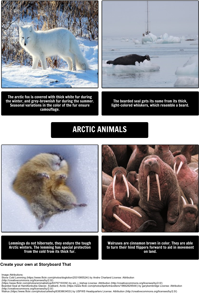 Arctic Animals Collage PNG Image