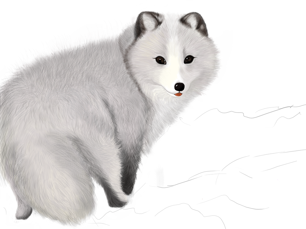 Arctic Fox Illustration PNG Image