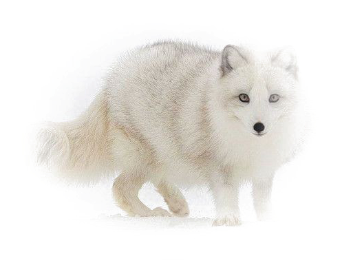 Arctic Foxin Snow PNG Image