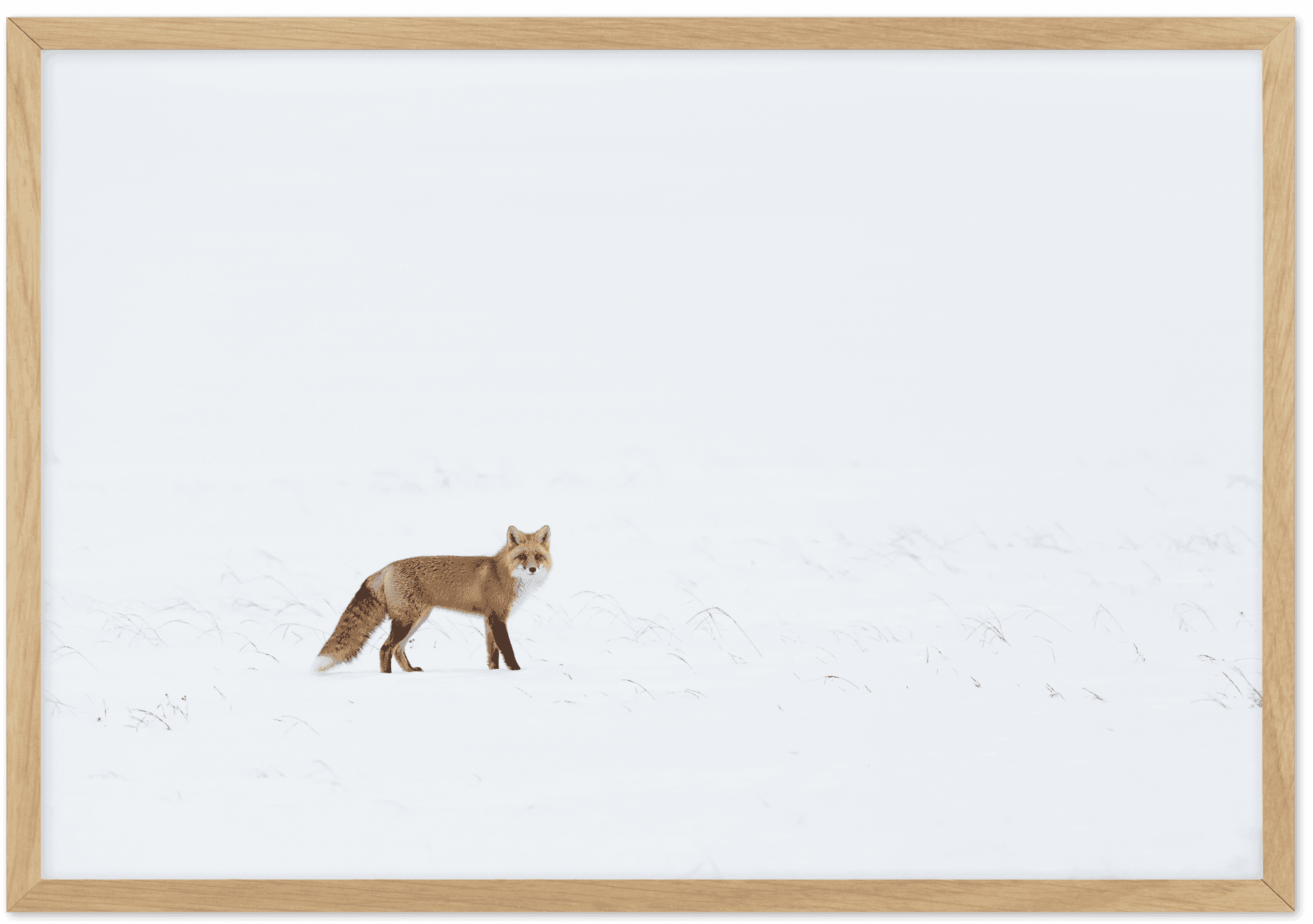 Arctic Foxin Snowy Landscape PNG Image