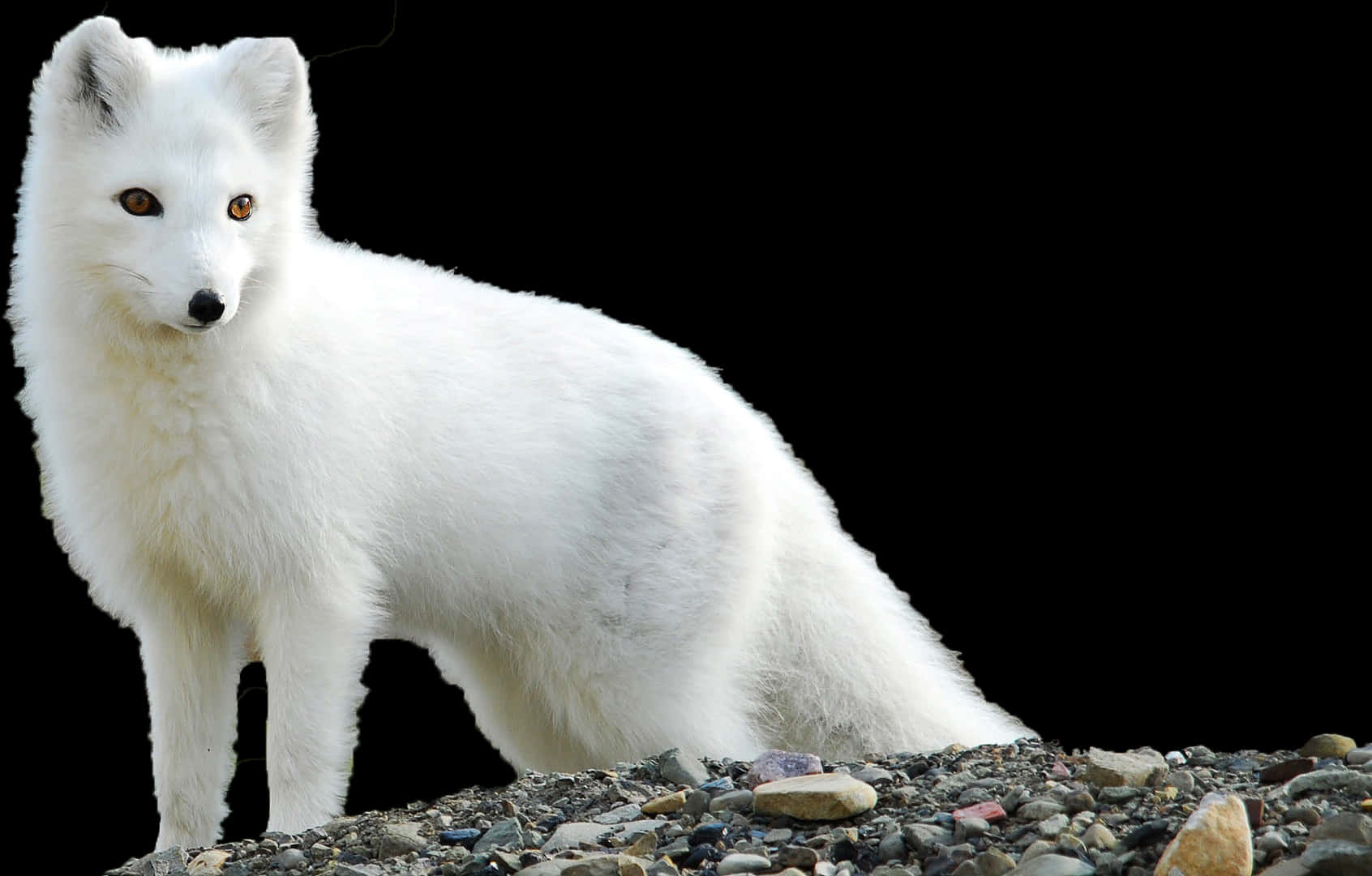 Arctic Foxin White Winter Coat PNG Image