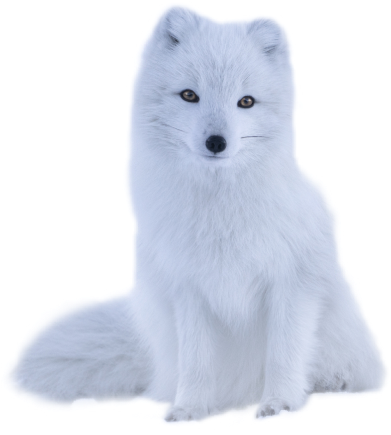 Arctic Foxin Winter Coat PNG Image