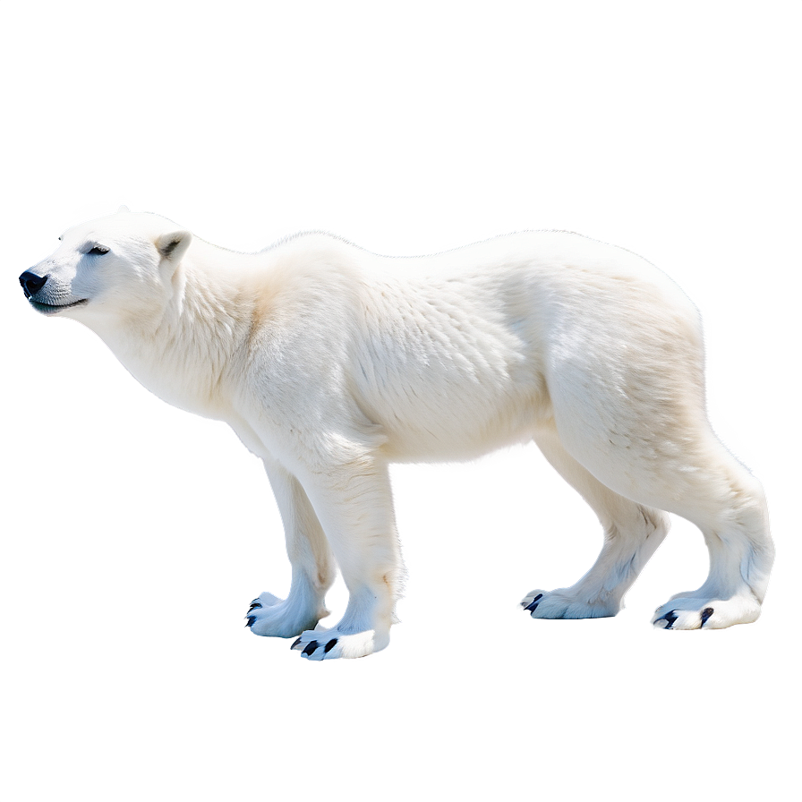 Arctic Snow Animals Png 04292024 PNG Image