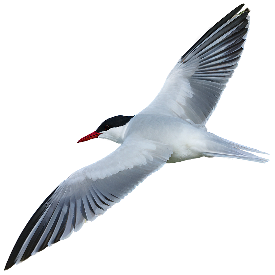 Arctic Tern Migration North Pole Png Yqs PNG Image