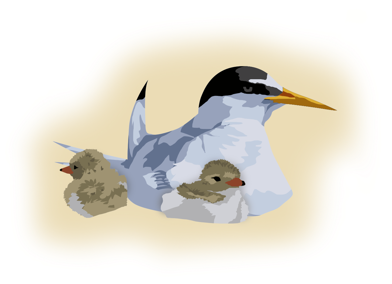 Arctic Ternwith Chicks PNG Image