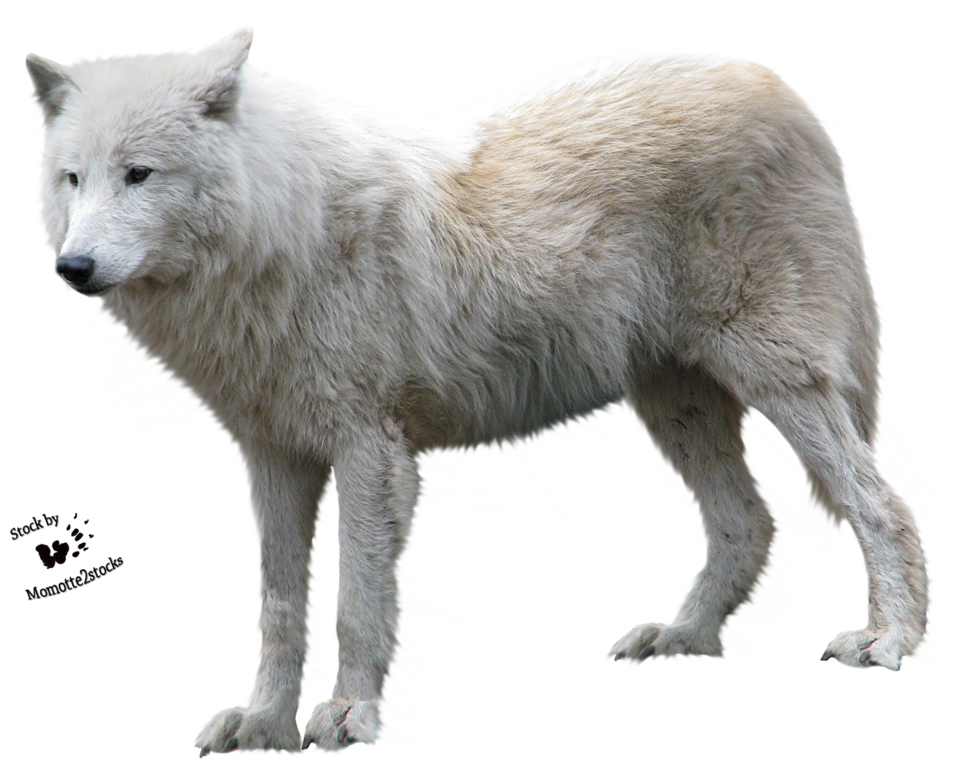 Arctic White Wolf Isolated.png PNG Image