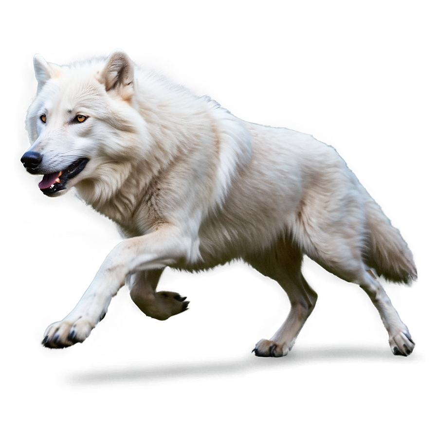 Arctic Wolf Running Png Vsp PNG Image