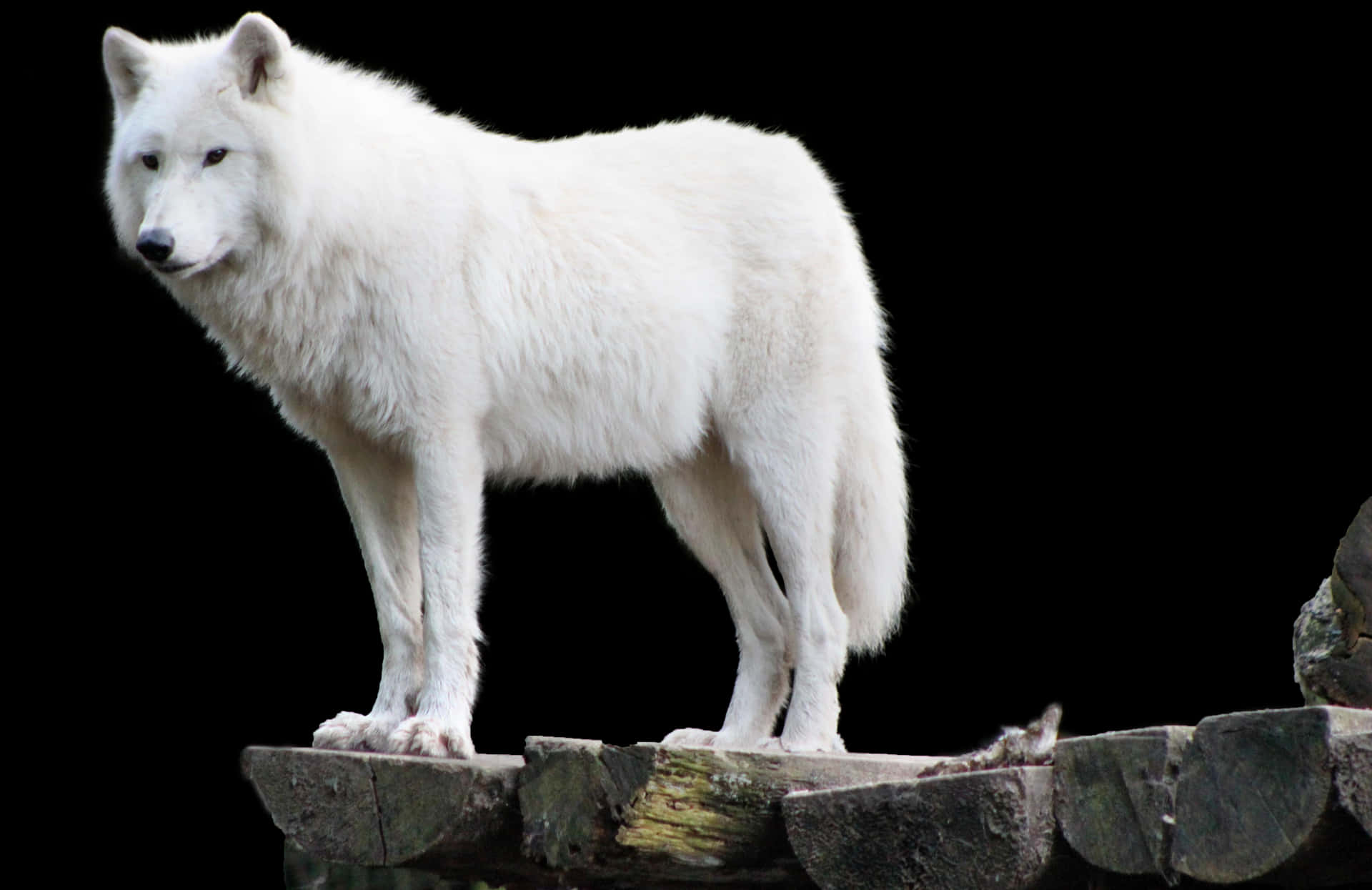 Arctic Wolf Standingon Rocks PNG Image