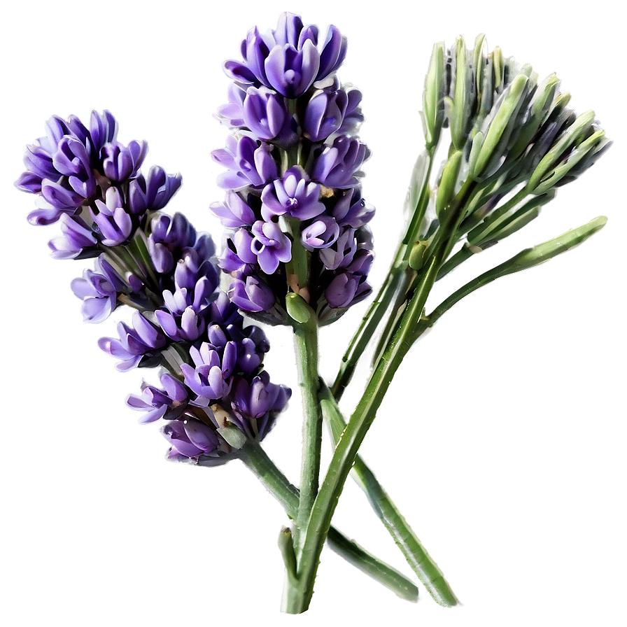 Aromatic Lavender Flowers Png 70 PNG Image