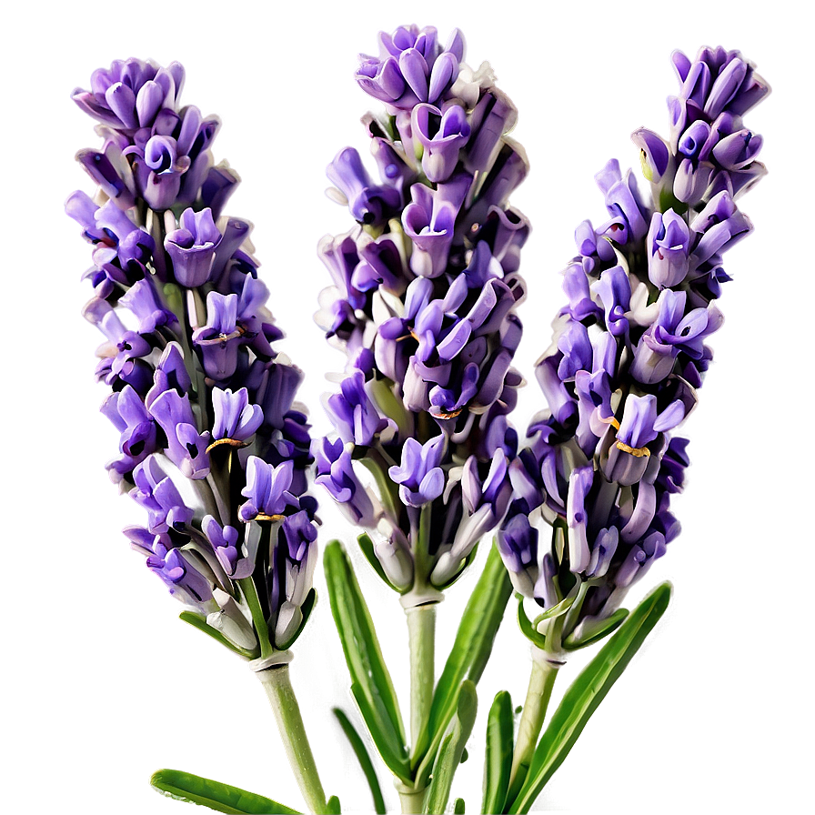 Aromatic Lavender Flowers Png Tdg PNG Image