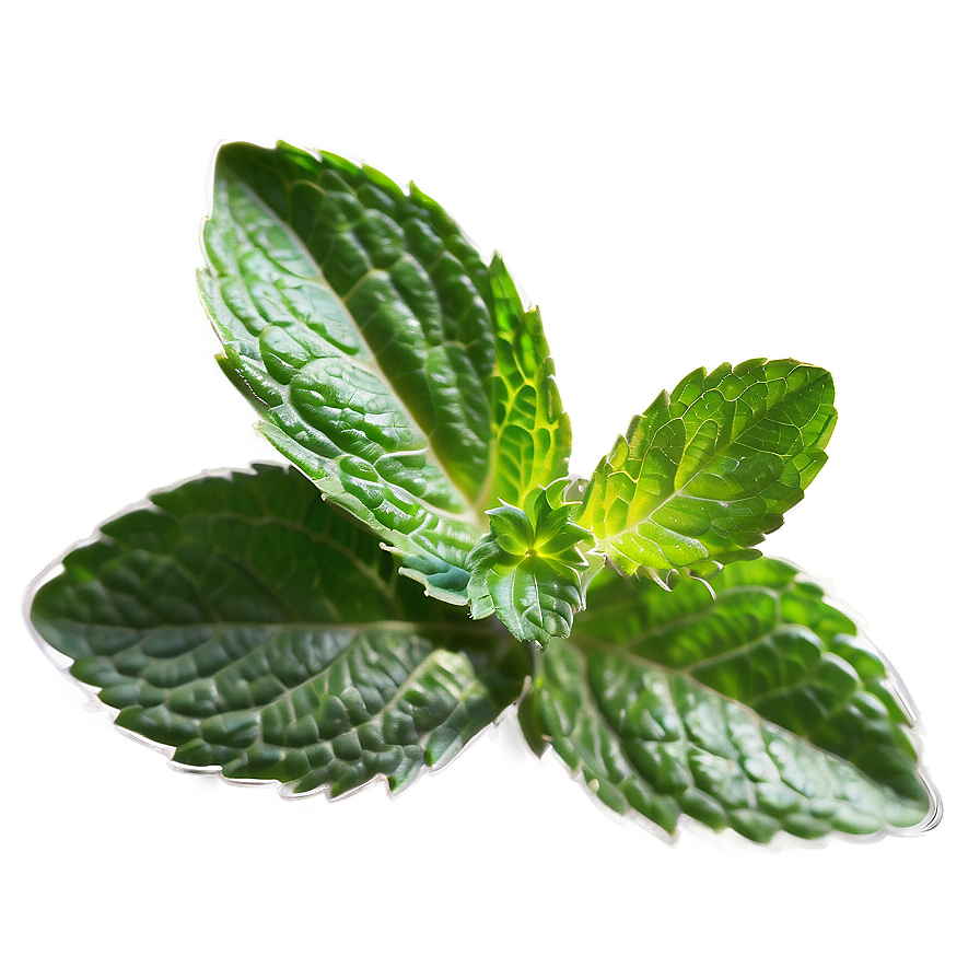 Aromatic Mint Leaves Png Oom PNG Image