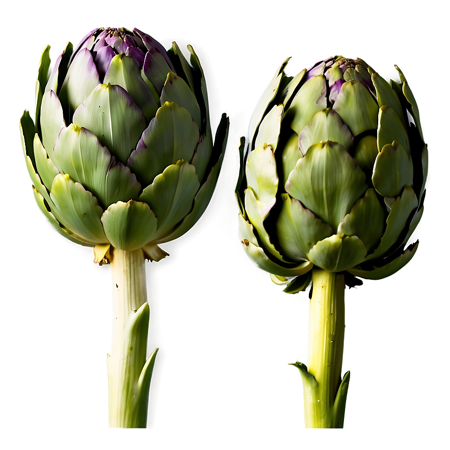 Artichoke Leaves Png Qta2 PNG Image