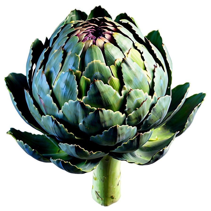 Artichoke Top View Png Opr31 PNG Image