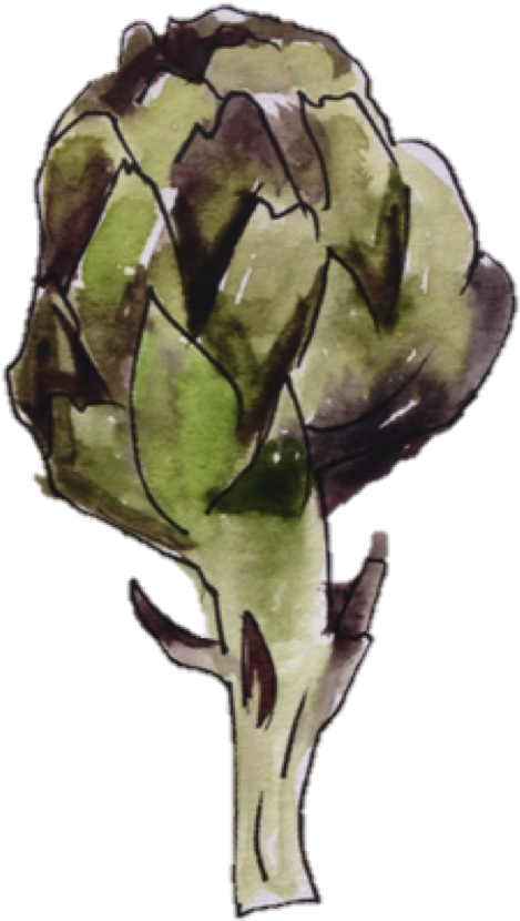 Artichoke Watercolor Illustration PNG Image